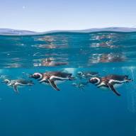 El espectacular viaje de los pingüinos desde Punta Tombo al sur de Brasil: secretos y claves sobre su migración