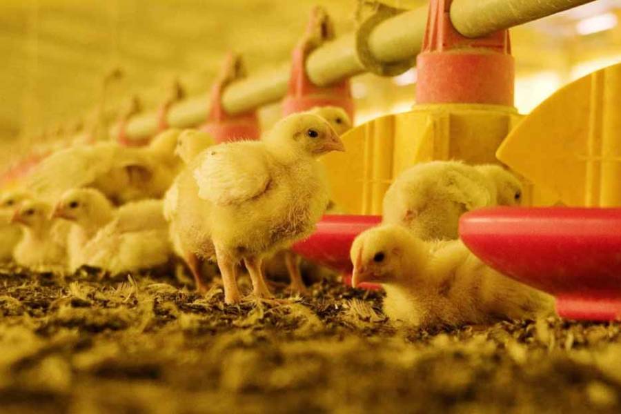 Gripe aviar: Argentina restituye su estatus de país libre del virus