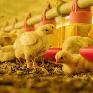 Gripe aviar: Argentina restituye su estatus de país libre del virus