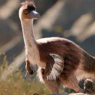 Descubren que un dinosaurio hallado en Río Negro era más grande de lo que se creía: cuánto medía