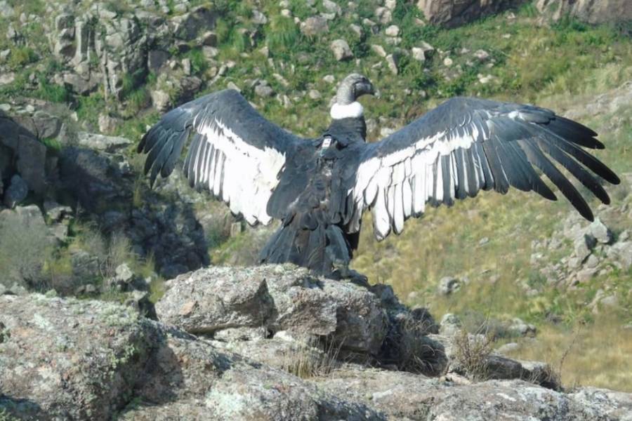 Con rastreadores GPS liberaron a “Pacha” y “Taba”, dos cóndores baleadas