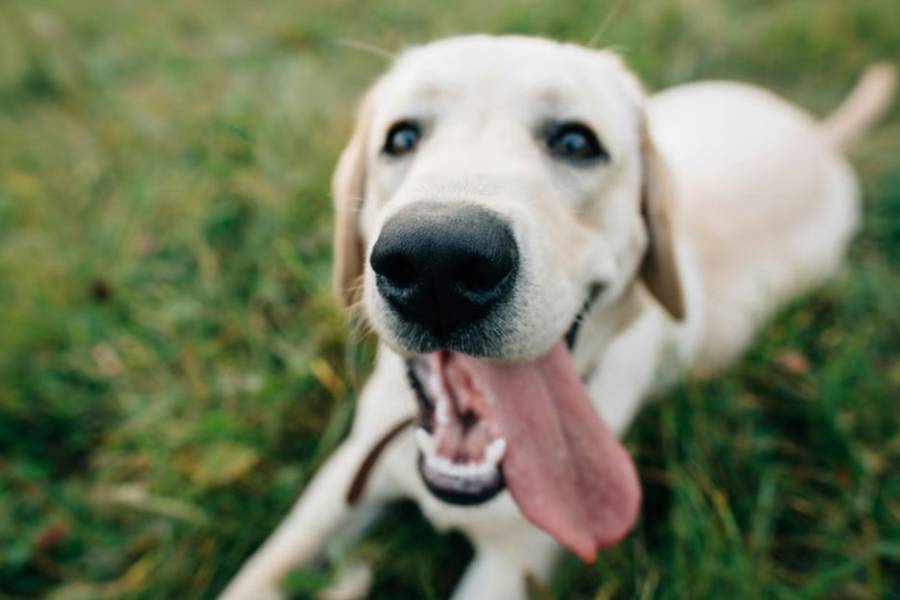 ¿Los perros sonríen cuando están felices?