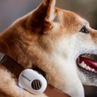Así funciona el collar con IA que busca traducir a perros y gatos