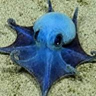 Descubren nueva especie de diminuto pulpo azul en las islas Galápagos