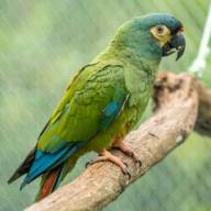 Buscan devolver a Argentina una especie que se extinguió del país hace décadas
