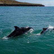 Día de los Océanos: por qué se celebra el 8 de junio en la Argentina y en el mundo