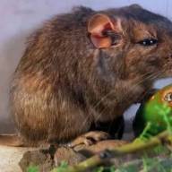 Descubrieron una nueva especie de roedor en Córdoba y lo nombraron en homenaje al Conicet y Parques Nacionales