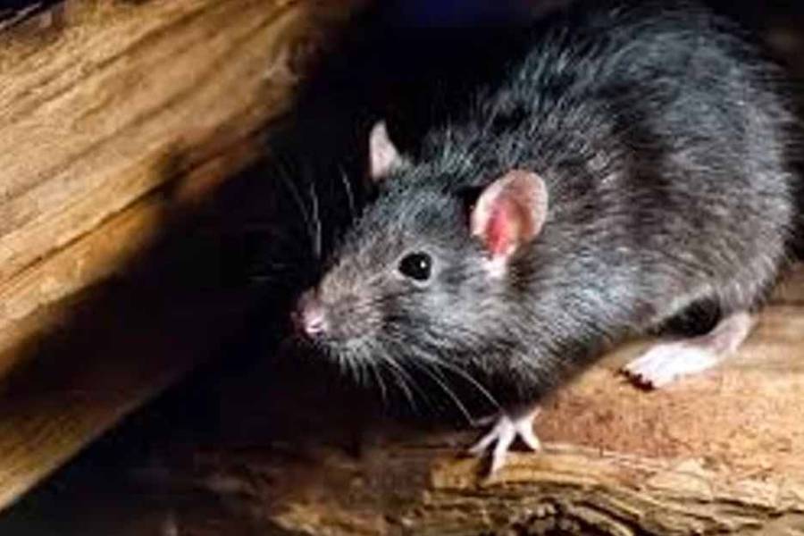 Confirman un nuevo caso de hantavirus en Bariloche: la paciente está internada en terap