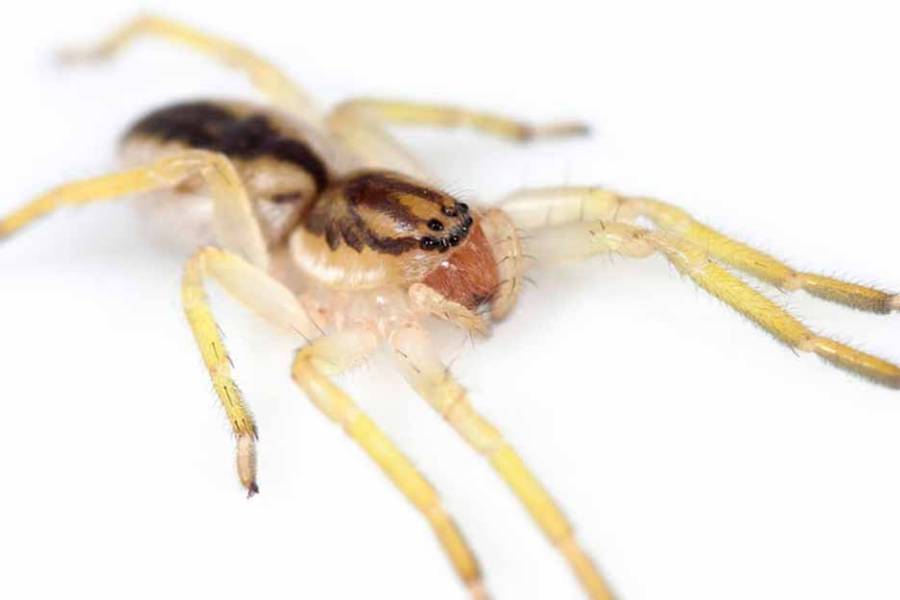 Cómo es la “araña fantasma” que descubrieron argentinos en la Isla de los Estados