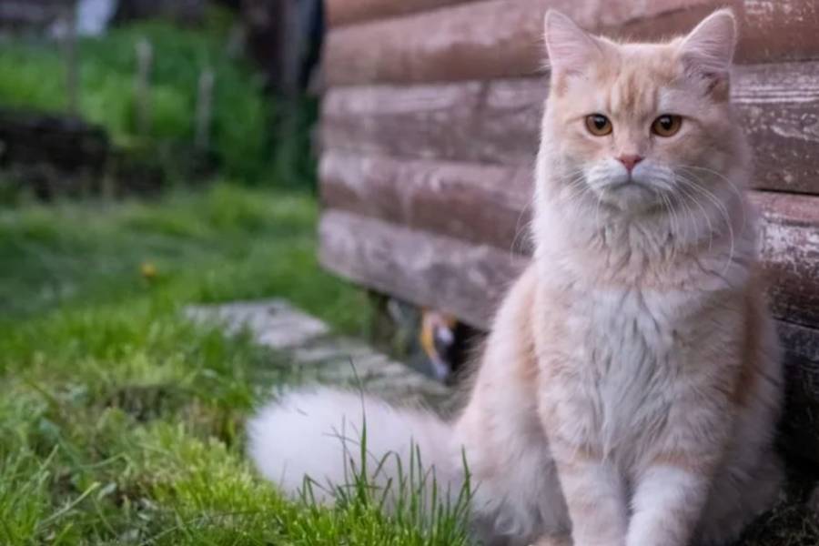 Por qué algunos animales detectan los desastres naturales antes que las personas