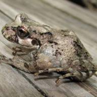 Creían que se había extinguido: cuál es la especie de rana que sobrevivió a incendios en la Patagonia