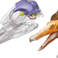Científicos argentinos reconstruyeron el cerebro de una de las primeras aves acuáticas