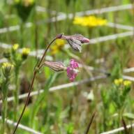 Descubrimiento: decenas de plantas pueden vivir en apenas un palmo de tierra