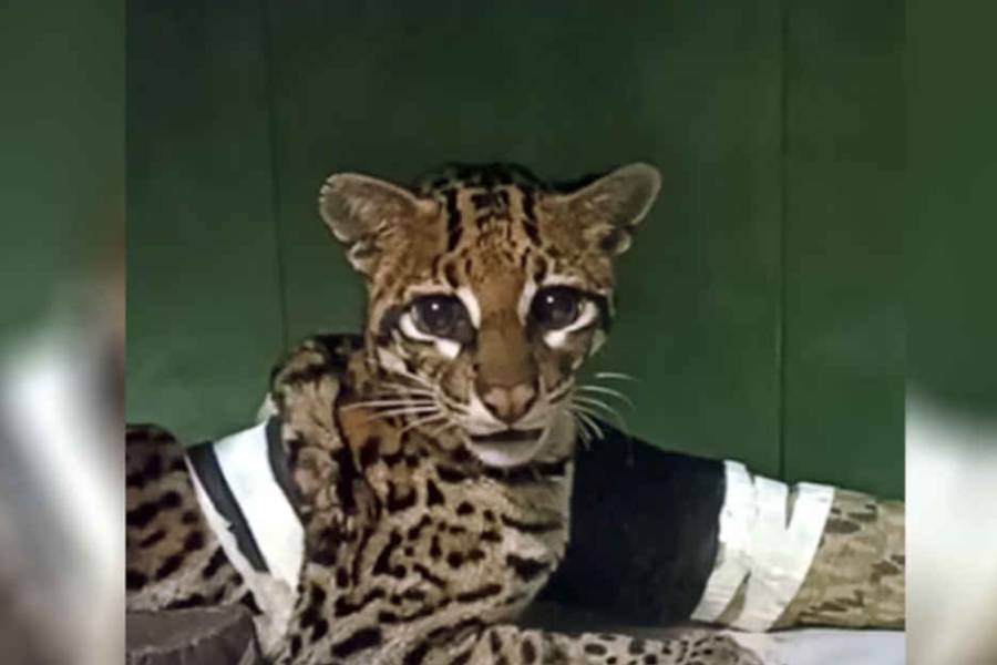 Después de 5 meses una ocelote regresó a su habitat natural: había sido atropellada en Misiones