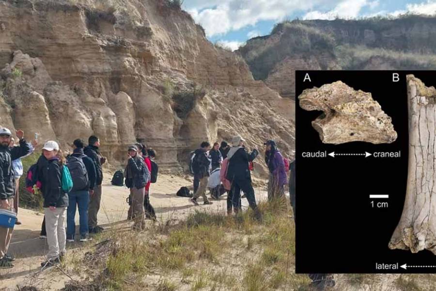 Descubren fósiles de 65 mil años en Corrientes: a qué animal pertenecen