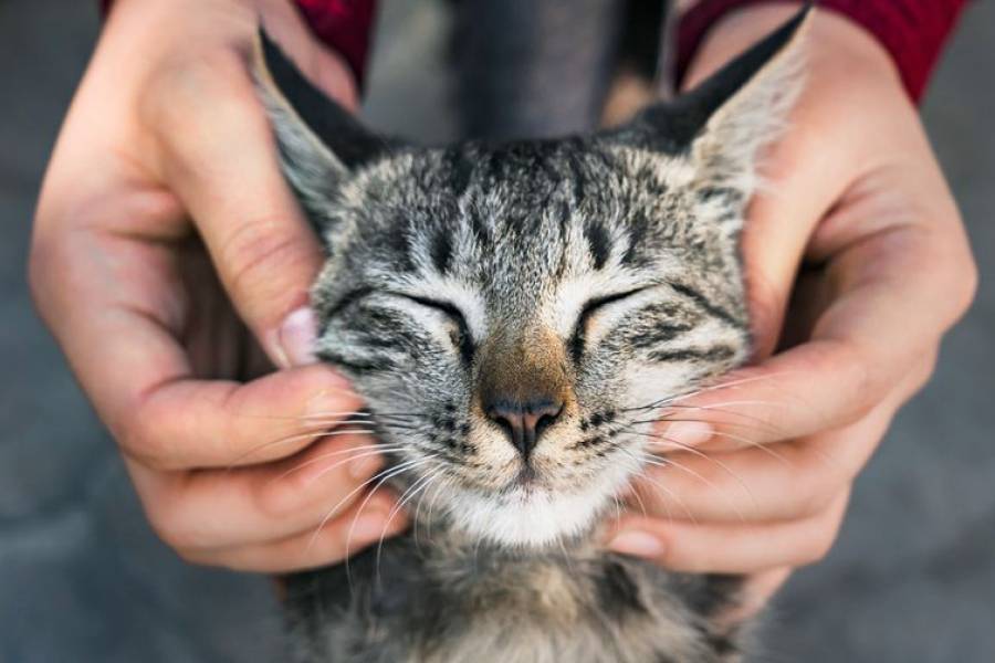 Día Internacional del Gato: conocé los secretos y curiosidades de tu mascota