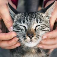 Día Internacional del Gato: conocé los secretos y curiosidades de tu mascota