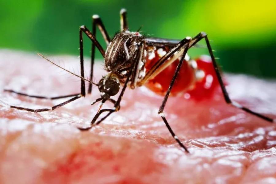China sorprende al eliminar los mosquitos de un parque con tecnología