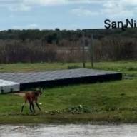 Avistaron un aguará guazú en San Nicolás: cruzó hacia la isla y sorprendió a los vecinos