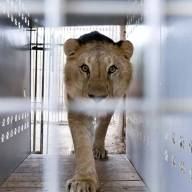 Trasladan leones y tigres del Zoológico de Luján a santuarios internacionales