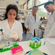 Dengue: argentinos diseñan un test rápido y económico para la detección temprana
