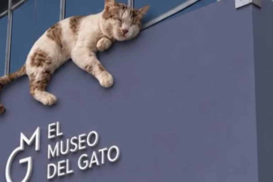 Se inauguró en México el Museo del Gato, un espacio interactivo único en el mundo