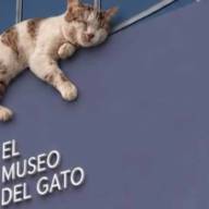 Se inauguró en México el Museo del Gato, un espacio interactivo único en el mundo