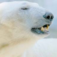 Despertó a un oso polar con una sirena en Noruega: US$ 5.000 de multa