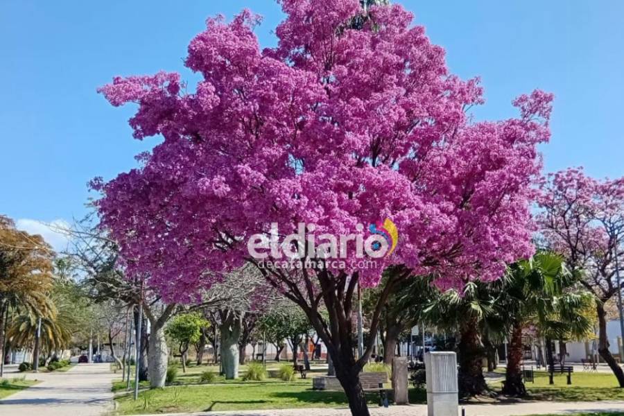 Día del árbol en la Argentina: ¿por qué se celebra los, 29 de agosto?