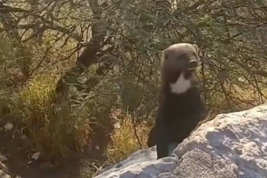 Hurones en la Cuesta del Portezuelo. A la vista de todos llenan de ternura
