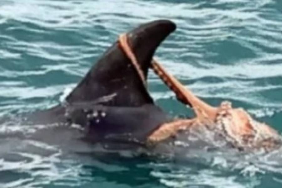 El insólito encuentro entre un pulpo y un delfín que sorprende a los científicos