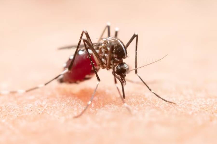 Científicos del Conicet prueban una innovadora estrategia para combatir al mosquito que transmite el dengue