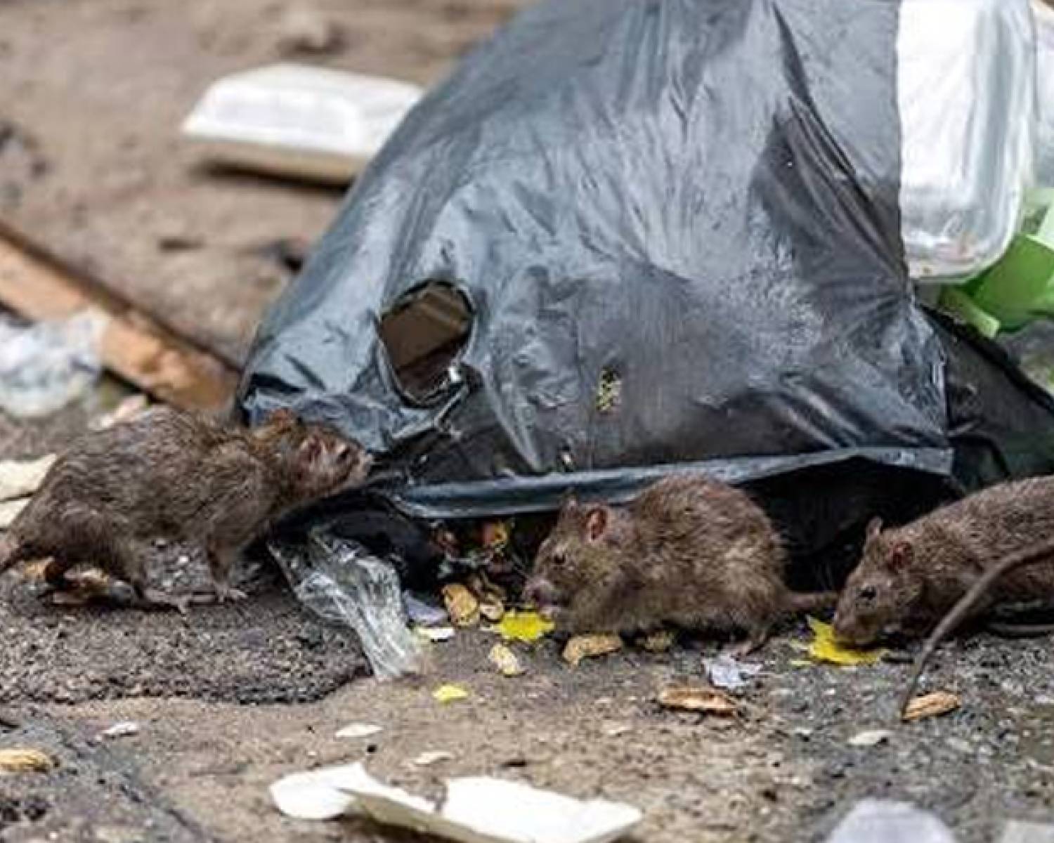 Estudio ambiental detecta roedores portadores de Hantavirus en Catamarca