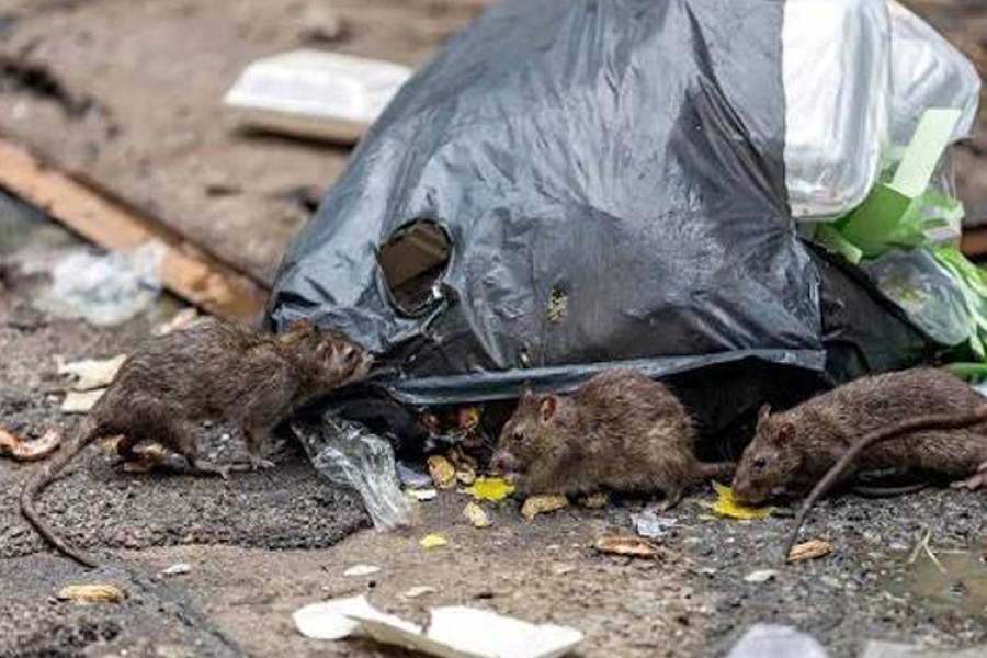 Estudio ambiental detecta roedores portadores de Hantavirus en Catamarca