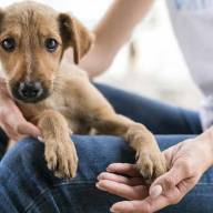 Día Mundial del Perro Adoptado: conocé la situación en Argentina