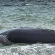 Alarma en Puerto Madryn por ballenas muertas