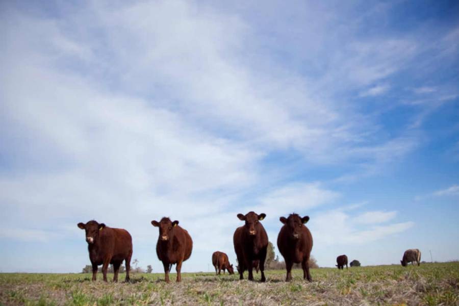Ante las crecidas por El Niño, ya se evacuaron más de 147.000 cabezas de ganado en cinco provincias