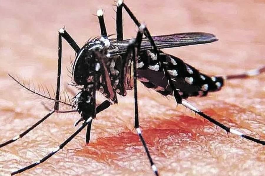 Dengue: 161 muertes y récord de contagios en la última semana