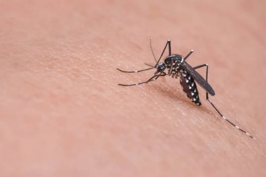 Se mantiene la tendencia a la baja de casos de Dengue en Catamarca