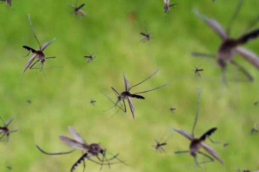 El total acumulado de casos de dengue alcanza los 9.929 y de 12 fallecidos en Catamarca