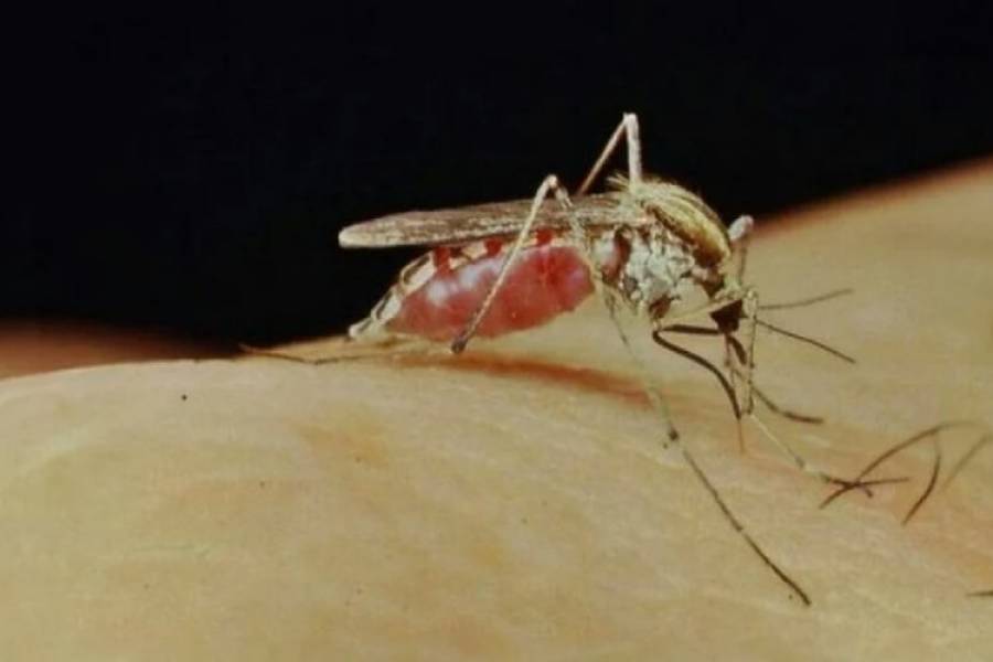 Cuál es la razón por la que sigue habiendo mosquitos en el AMBA pese al frío