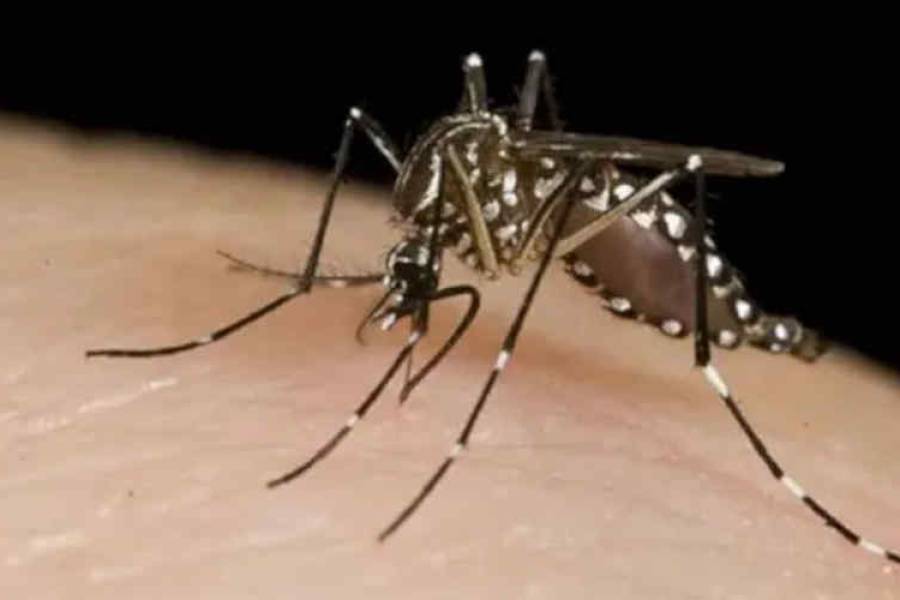 Dengue: piden extremar medidas de prevención frente al aumento de casos